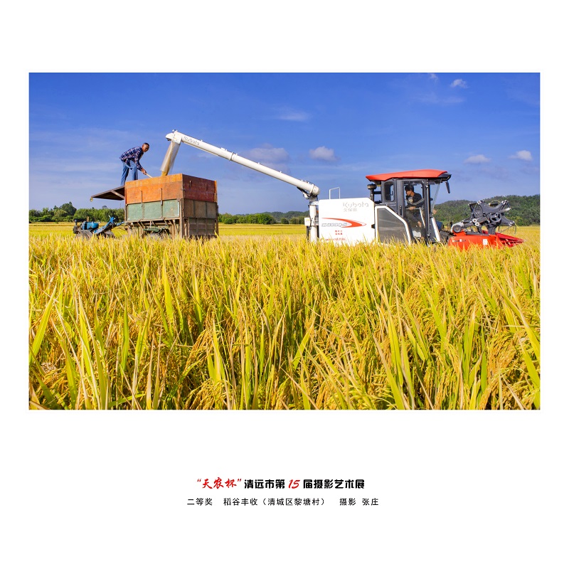 二等奖  稻谷丰收（清城区黎塘村）  摄影 张庄.jpg