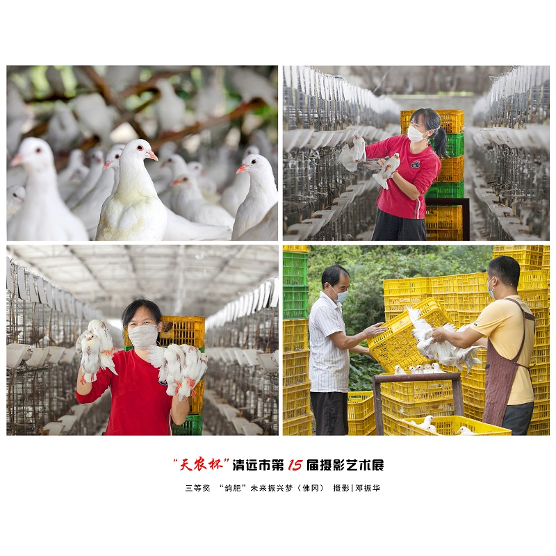 三等奖   “鸽肥”未来振兴梦（佛冈）摄影  邓振华.jpg