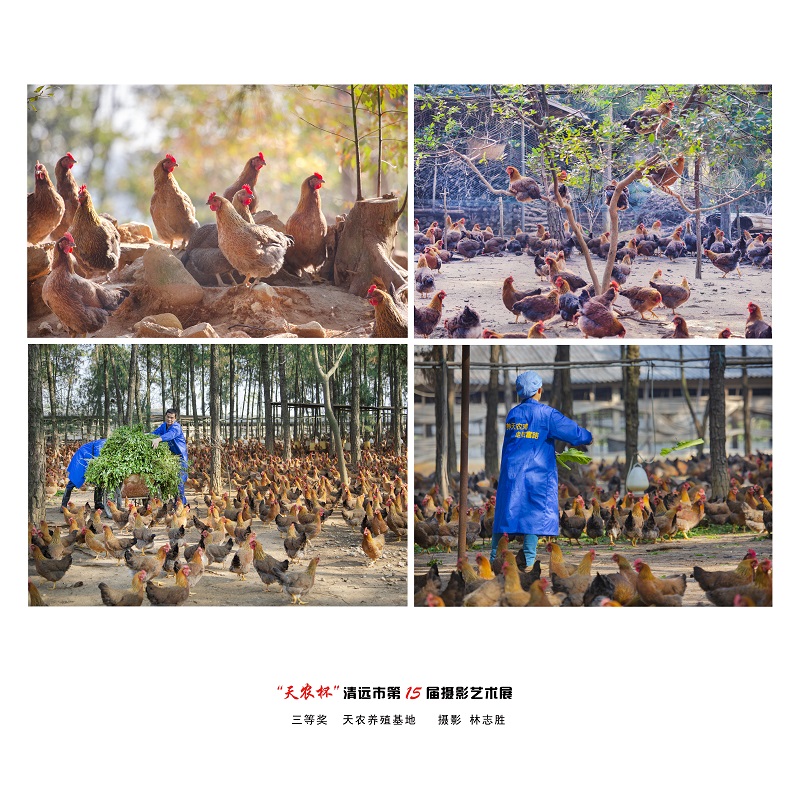 三等奖  天农养殖基地   摄影 林志胜.jpg