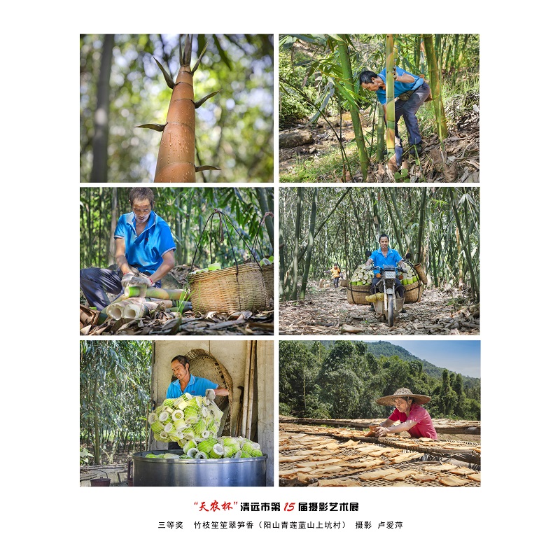 三等奖  竹枝笙笙翠笋香（阳山青莲蓝山上坑村） 摄影 卢爱萍.jpg