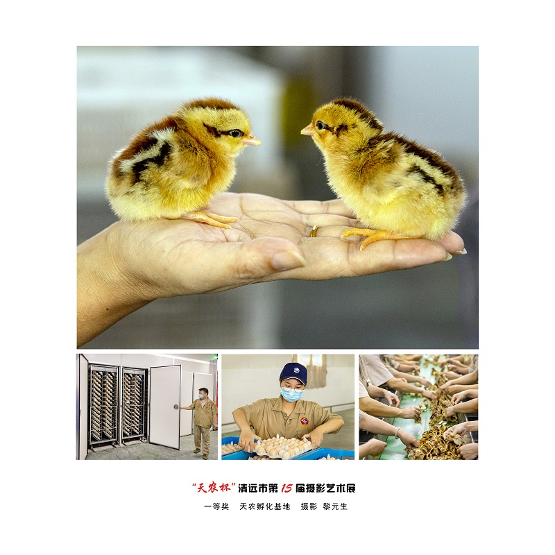 一等奖   天农孵化基地   摄影 黎元生.jpg