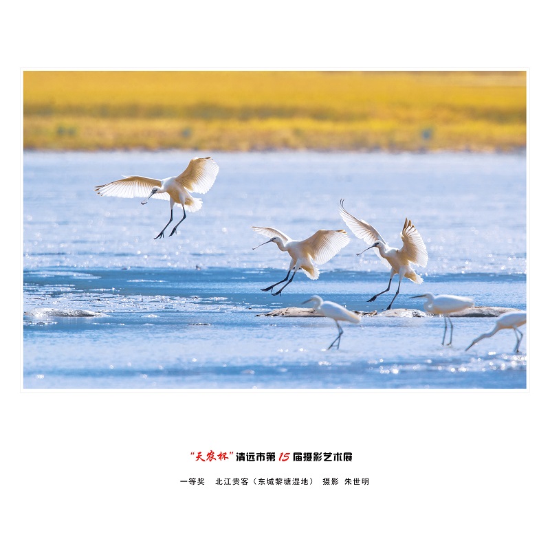 一等奖  北江贵客 （东城黎塘湿地）  摄影 朱世明.jpg